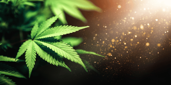 Just A Little Bit: The Art of Microdosing Cannabis