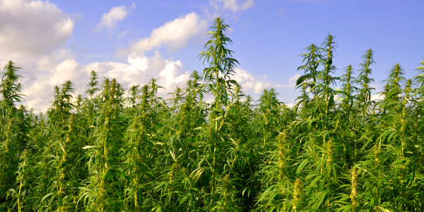 Cultivating Hope: Replacing Tobacco with Hemp Crops