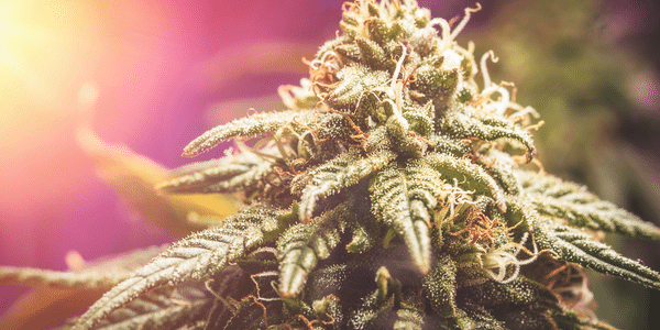 What is the Cannabinoid THC-O?
