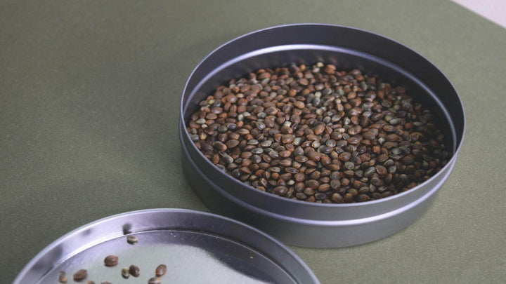 Photo of hemp seeds in a small short tin, for E1011's page on the chemical makeup. nutrition and health benefits of the hemp seed.