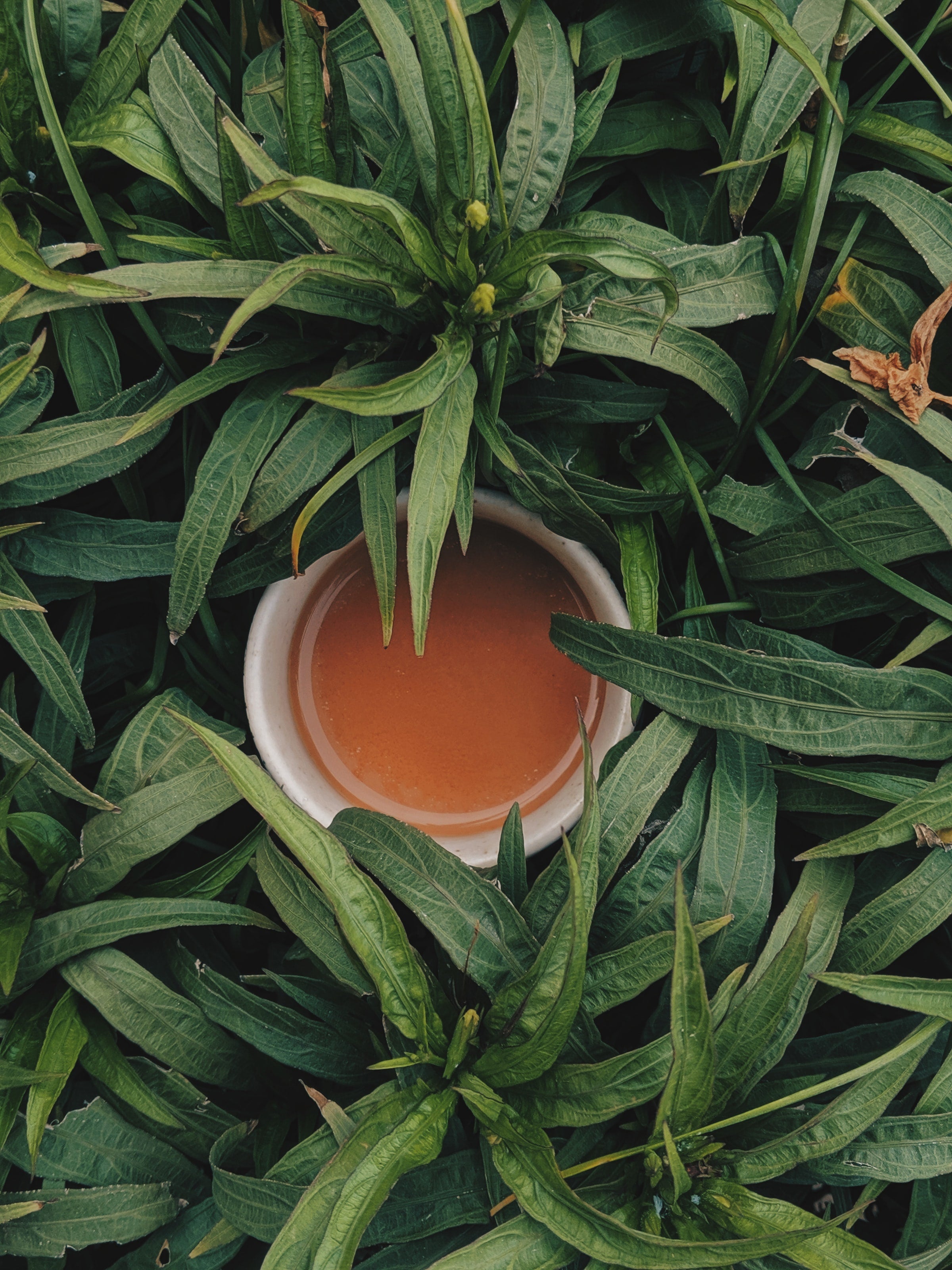 How to Make Hemp Tea – E1011 Labs