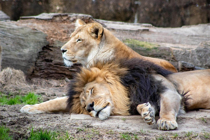 two lions sleeping discussing animal behavior, cbd, and if animals self-medicate 