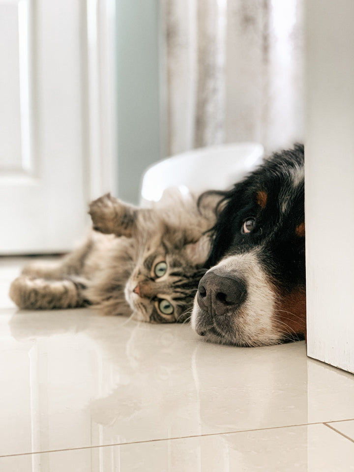 Dog and Cat cuddling on floor after taking cbd