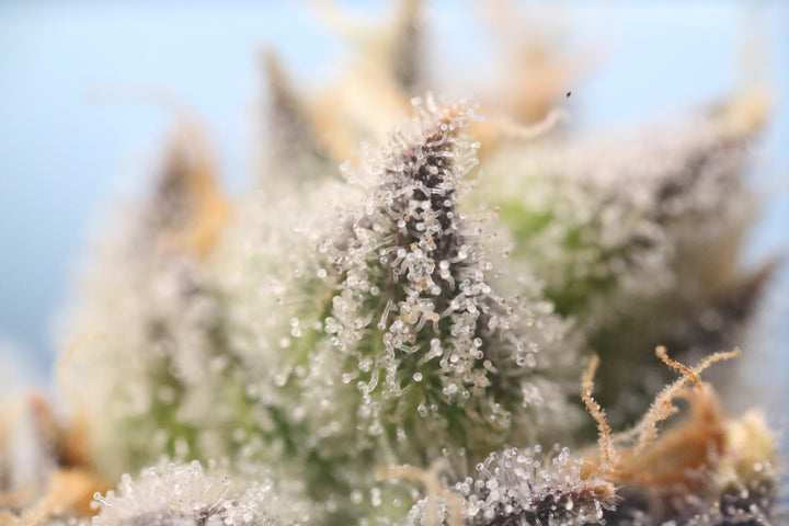 Why Did Cannabis Evolve to Produce Cannabinoids