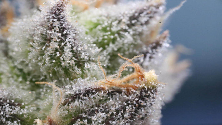 Closeup photo of a cannabis flower with droplets of resin. From e1011 Labs' page on cannabinoids and cannabidiol.
